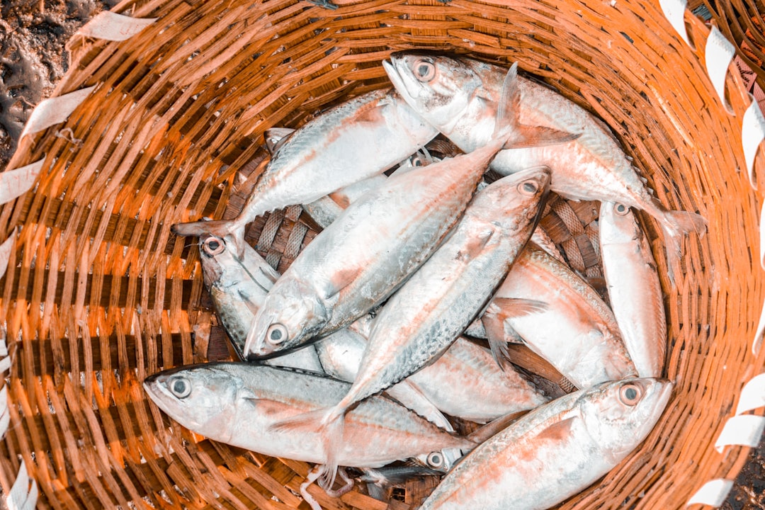 Deze vissoorten zijn het best voor je gezondheid